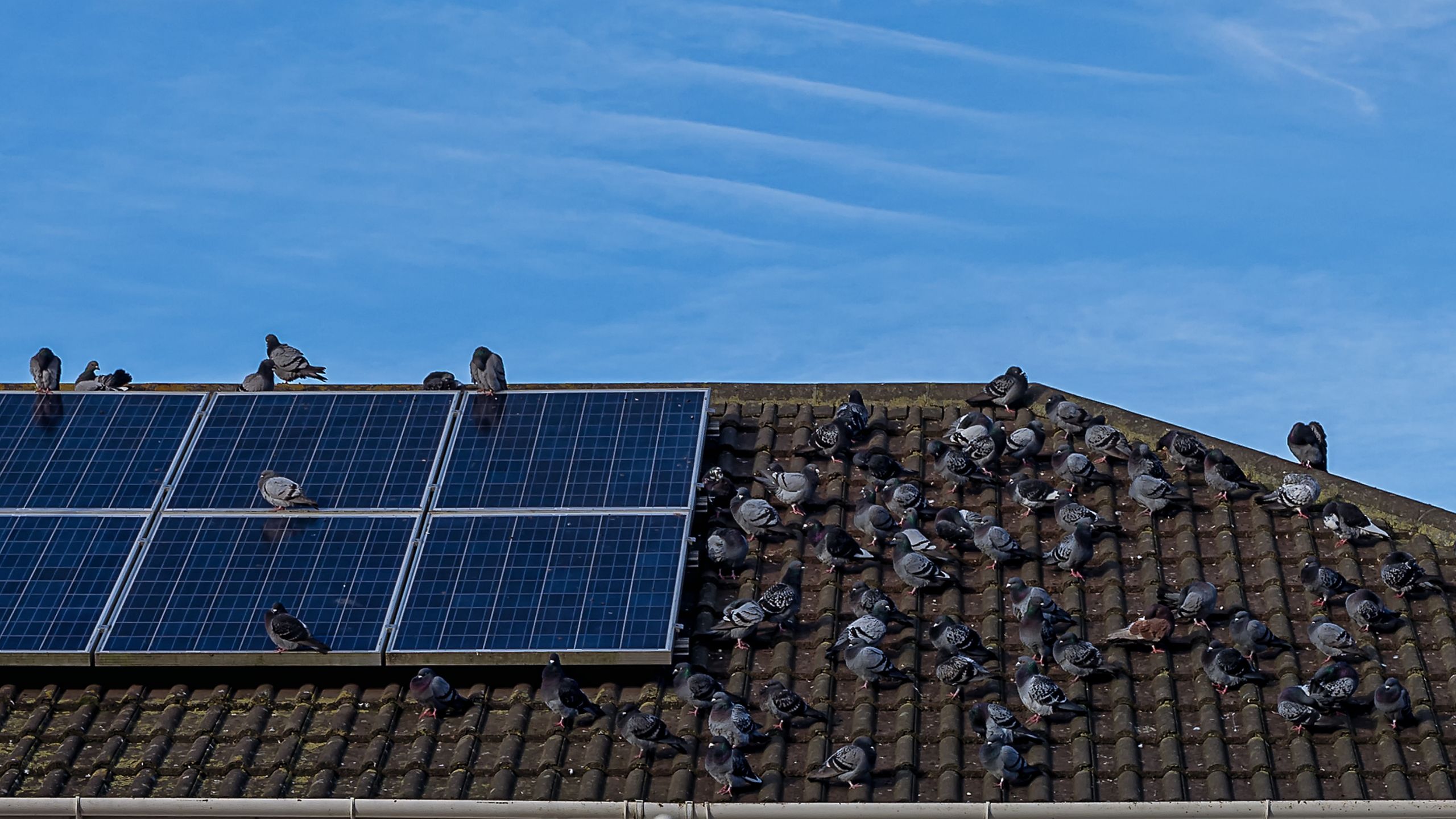 Solar Panel Bird Proofing